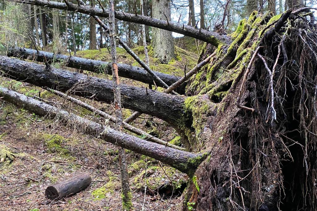 Four downed trees expose one large root system on the False Outer Poit Trail on Dec. 23. (Courtesy Photo / Denise Carroll)
