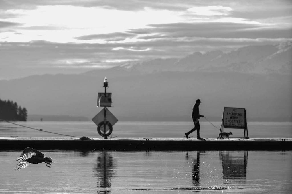 A bird takes flight at Don D. Statter Harbor while someone walks their dog on the afternoon of Dec 13. (Courtesy Photo / Roland Mueca)