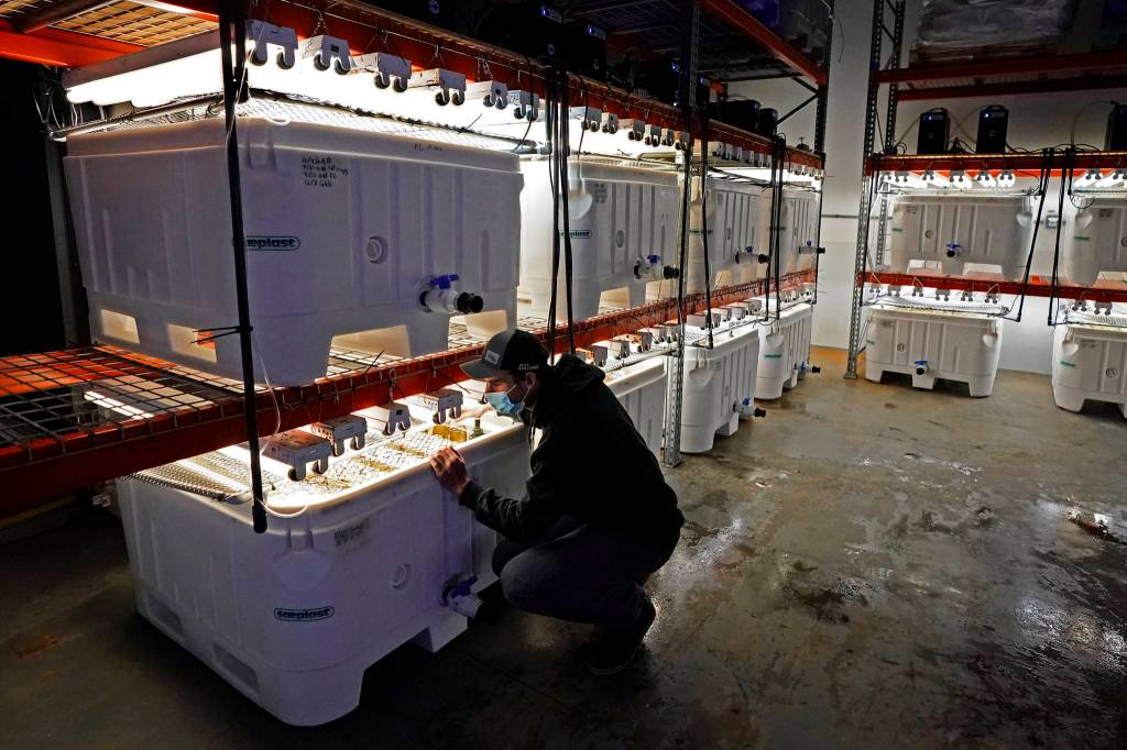 Peter Crimp, kelp supply director for Atlantic Sea Farms, checks on tanks of seaweed spores growing at the company's nursery, Tuesday, Dec. 8, 2020, in Saco, Maine. Seaweed harvesting and farming in Maine has grown for several years as interest in foods and nutritional products made with the marine algae have risen in popularity. (AP Photo / Robert F. Bukaty)