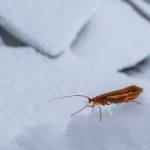 A winter caddisfly, sometimes called a snow sedge, walks down an icy ridge on the shore of Mendenhall Lake. (Courtesy Photo / Kerry Howard)