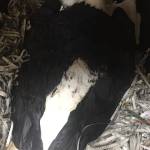 A bald eagle, seen in this photo, is in Sitka after suffering a gunshot wound. Anyone with information about the shooting, which likely took place between Mendenhall Loop and Montana Creek Road on Monday or Tuesday, are encouraged to contact the Juneau Raptor Center by email at info@juneauraptorcenter.org. (Courtesy Photo / Juneau Raptor Center)