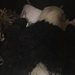 A bald eagle, seen in this photo, is in Sitka after suffering a gunshot wound. Anyone with information about the shooting, which likely took place between Mendenhall Loop and Montana Creek Road on Monday or Tuesday, are encouraged to contact the Juneau Raptor Center by email at info@juneauraptorcenter.org. (Courtesy Photo / Juneau Raptor Center)