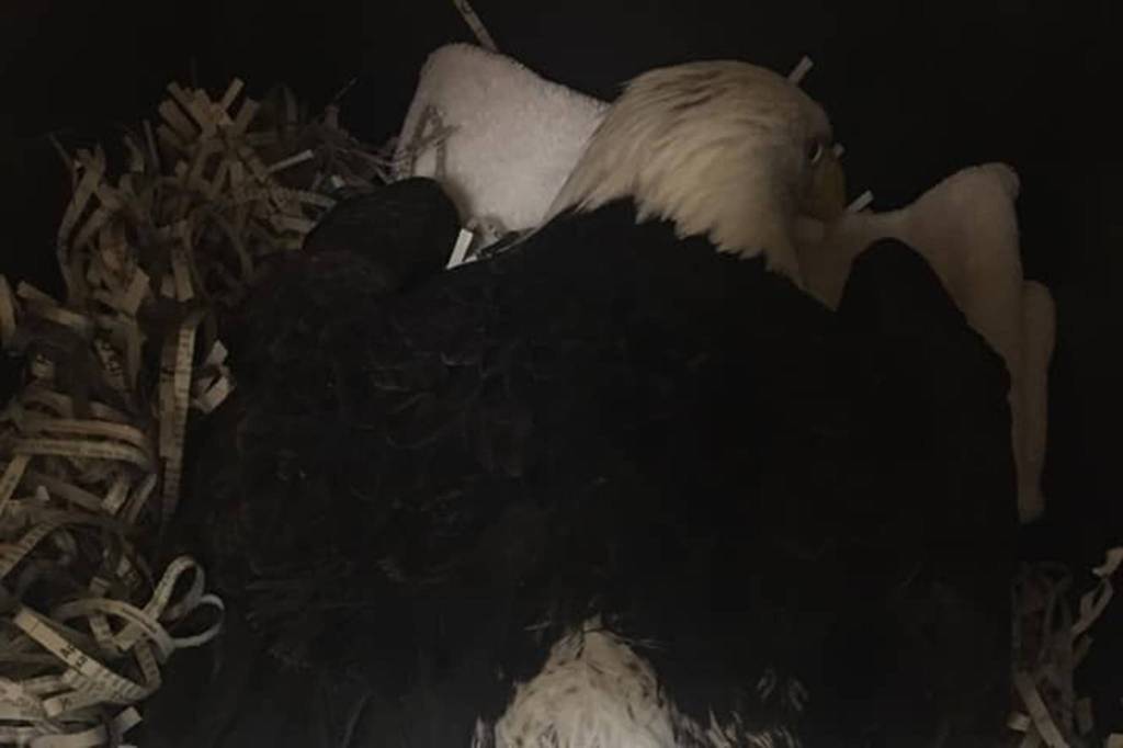A bald eagle, seen in this photo, is in Sitka after suffering a gunshot wound. Anyone with information about the shooting, which likely took place between Mendenhall Loop and Montana Creek Road on Monday or Tuesday, are encouraged to contact the Juneau Raptor Center by email at info@juneauraptorcenter.org. (Courtesy Photo / Juneau Raptor Center)