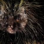 Don’t let a cloudy, wintry day keep you from getting out. I found a porcupine Out The Road, amid the first snow storm of 2020. It was a gloomy day that turned out to be a highlight photo shoot with this young porcupine resting under a tree in the snow. Canon 5D Mark III, Tamron 150-600, 1/400, F 7.1, ISO 1600. (Courtesy Photo / Heather Holt)