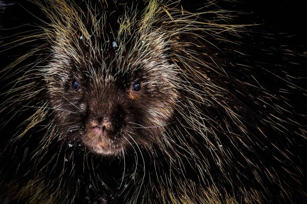 Don’t let a cloudy, wintry day keep you from getting out. I found a porcupine Out The Road, amid the first snow storm of 2020. It was a gloomy day that turned out to be a highlight photo shoot with this young porcupine resting under a tree in the snow. Canon 5D Mark III, Tamron 150-600, 1/400, F 7.1, ISO 1600. (Courtesy Photo / Heather Holt)