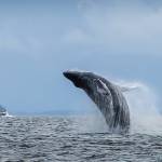 To capture a photo of a whale breaching, I used high shutter speed for the movement of the boat as the weather picked up. I chose the ISO in this case after firing off several series to dial in the ISO I was looking for. I was only after a whale breaching — I knew what I wanted for my end product! Canon 5D Mark III, Tamron 70-200 2.8, 1/2000, F7.1, ISO 640. (Courtesy Photo / Heather Holt)