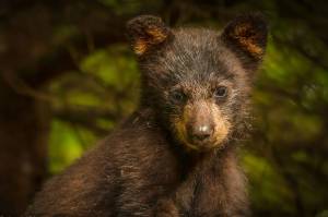 In low light, it is important to get close. On another overcast day in Juneau, I sighted a young black bear cub up a tree taking a nap while mom grazed. I was able to pull over, turn off my car, get out and take a show with my Canon 5D Mark III, Canon 70-200, 1/250, F2.8 and ISO 800. (Courtesy Photo / Heather Holt)