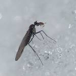 A dance fly holds a springtail in its jaws. A study of one kind of dancefly found that males swarmed near selected landmarks on sunny, windless days in winter, at temperatures as low as eight degrees centigrade. The males carried captured insects to lure females to the swarm, presumably eventually using the prey as a courtship gift. (Courtesy Photo / Bob Armstrong)