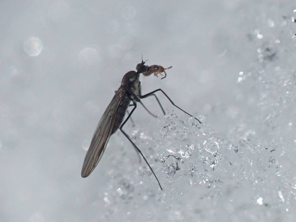A dance fly holds a springtail in its jaws. A study of one kind of dancefly found that males swarmed near selected landmarks on sunny, windless days in winter, at temperatures as low as eight degrees centigrade. The males carried captured insects to lure females to the swarm, presumably eventually using the prey as a courtship gift. (Courtesy Photo / Bob Armstrong)