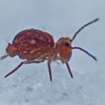 Springtails are non-insect arthropod. Most springtails can hop about using a forked appendage on the abdomen. They are among several arthropods that are active in the snow. (Courtesy Photo / Bob Armstrong)