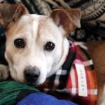 Ben Hohenstatt / Juneau Empire
Archie, a 4-year-old Parson Russell terrier mix, is a dog lawfully registered with Juneau Animal Rescue for 2021.