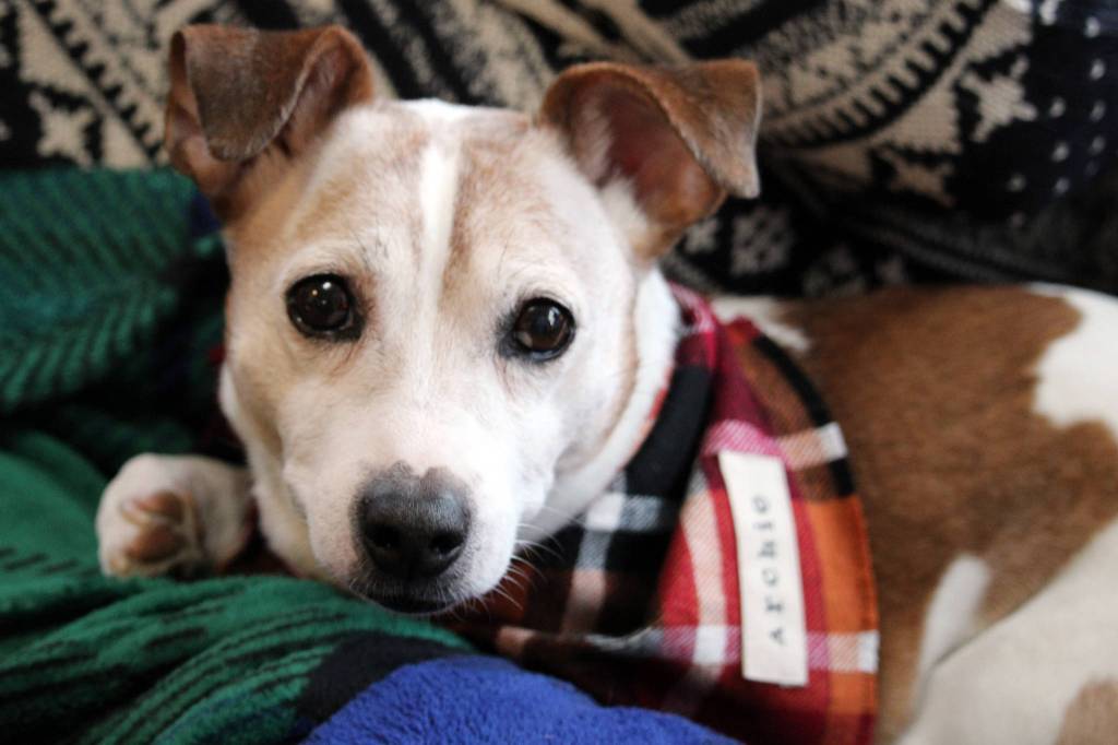 Archie, a 4-year-old Parson Russell terrier mix, is a dog lawfully registered with Juneau Animal Rescue for 2021. (Ben Hohenstatt / Juneau Empire)