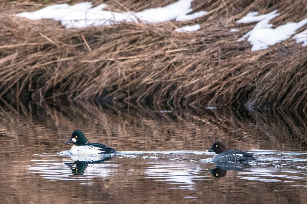A pair of Common Goldeneye in Salt Chuck near Amalga Harbor on Jan. 8. (Courtesy Photo / Kenneth Gill, gillfoto)