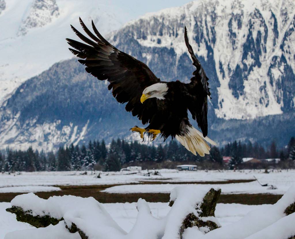 This photo shows a bald eagle on Jan. 3 at the Mendenhall Wetlands. (Courtesy Photo / Jack Beedle)