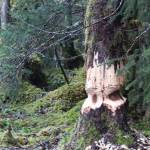This tree was seen on the Moraine Ecology Trail near the Mendenhall Glacier on Jan. 18. (Courtesy Photo / Carolyn Kelley)