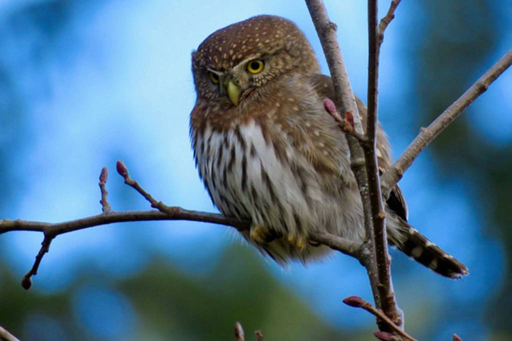 Northern Pygmy Owl near Blind River Rapids, Mitkof Island Jan. 19, 2021 (Courtesy photo / Becky Knight )