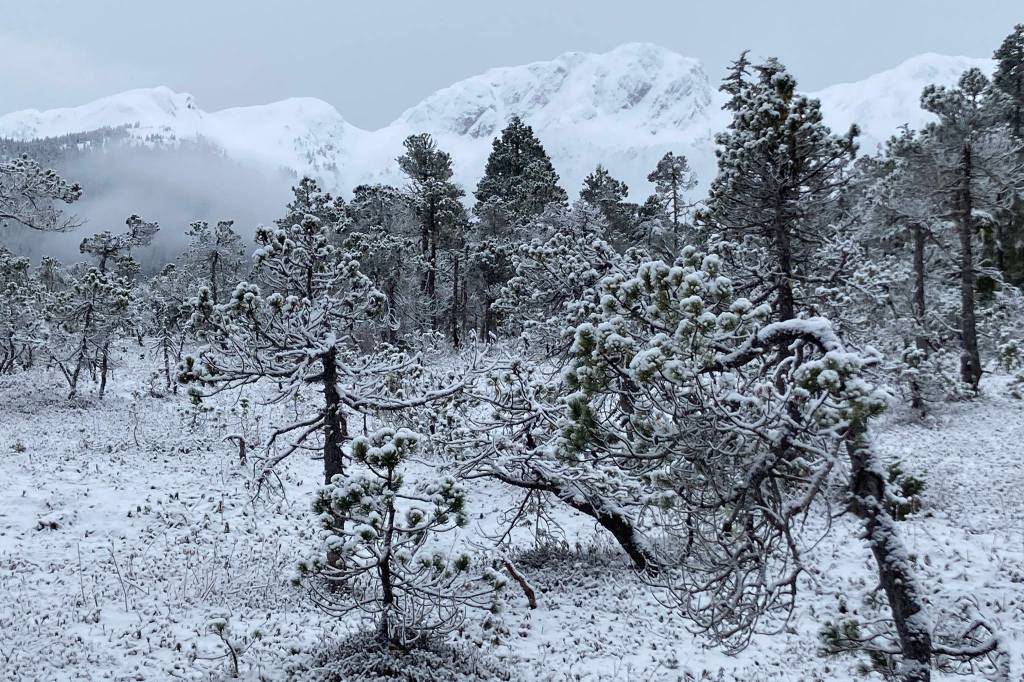 This photo shows snowy muskeg of Gastineau Meadows. (Courtesy Photo / Deborah Rudis)