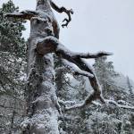 This photo shows a wise-looking tree in Gastineau Meadows. (Courtesy Photo / Deborah Rudis)