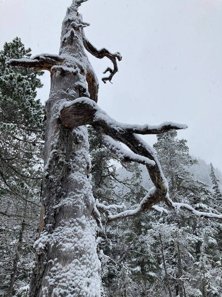This photo shows a wise-looking tree in Gastineau Meadows. (Courtesy Photo / Deborah Rudis)