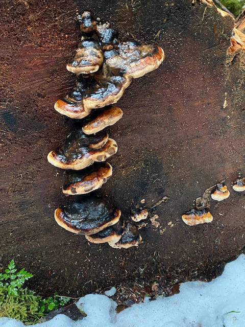 Bear bread or artists bracket forms a stairway up a sawed-off tree stump along the Switzer Creek trail on Dec. 26, 2020. (Courtesy Photo / Denise Carroll)