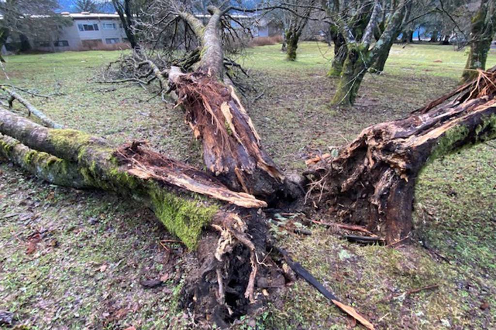 Destruction! Mother Nature bats last in the downtown cemetery as seen on Dec. 31, 2020. (Courtesy Photo / Denise Carroll)