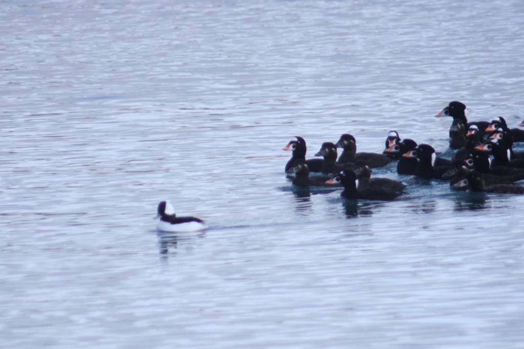 A bufflehead leads surf scoters near Point Louisa on Dec. 30, 2020. (Courtesy Photo . Carolyn Kelley)