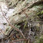 This photo taken near Treadwell Ditch shows a branch encased in ice on Jan. 23. (Courtesy Photo / Sandy R. Williams)