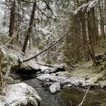 This photo shows a view on the Treadwell Ditch Trail on Jan. 23. (Courtesy Photo / Deana Barajas)