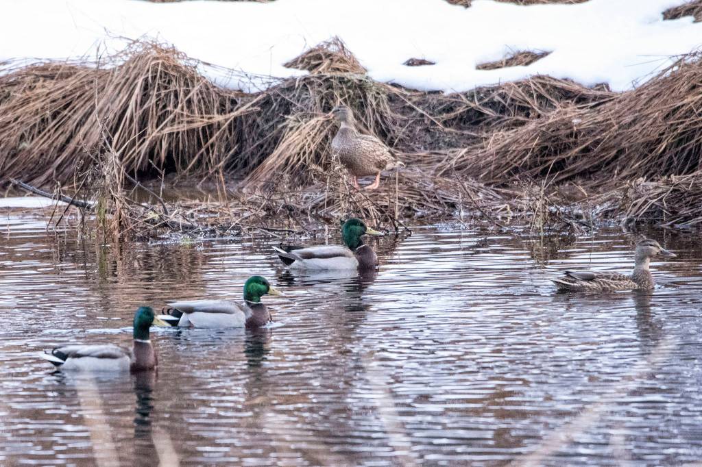 Part of a sord of mallards swims by the salt chuck. (Courtesy Photo / Kenneth Gill, gillfoto)