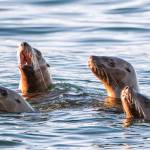 A quartet of Sea Lions off Point Louisa poke their heads above the water on Jan. 27. (Courtesy Photo / Kenneth Gill, gillfoto)