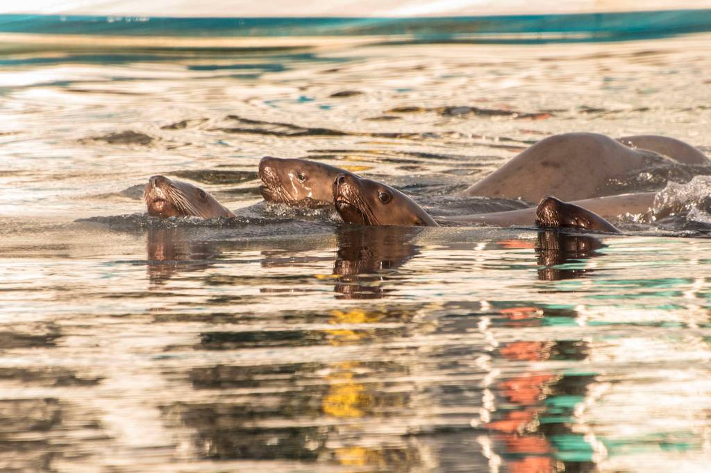 A sea lion raft splashes in Don D. Statter Harbor. (Courtesy Photo / Kenneth Gill, gillfoto)