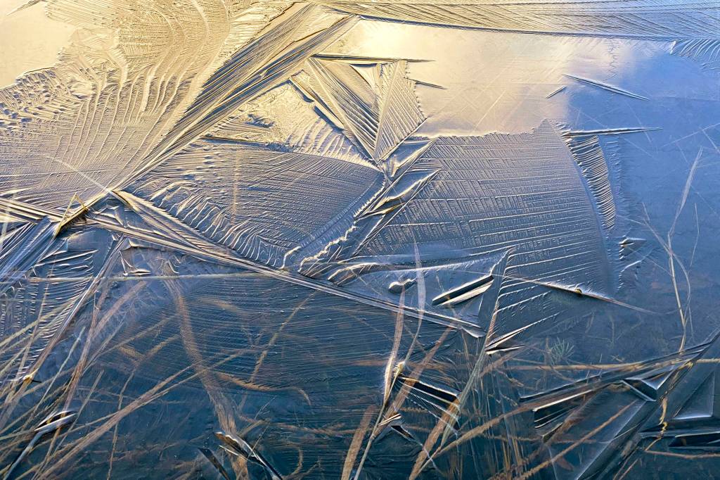 Wafer thin ice just barely covers the surface of a pond Out the Road. (Courtesy Photo/ Kenneth Gill, gillfoto)