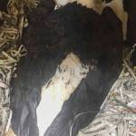A bald eagle found near Montana Creek Road on Dec. 22 had to be euthanized due to injuries, visible here, received from a lead shot fired from a shotgun. The Fish and Wildlife Service is offering a reward for information on the shooter. (Courtesy photo / Juneau Raptor Center)