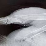 A bald eagle found near Montana Creek Road on Dec. 22 had to be euthanized due to injuries, visible here, received from a lead shot fired from a shotgun. The Fish and Wildlife Service is offering a reward for information on the shooter. (Courtesy photo / Juneau Raptor Center)