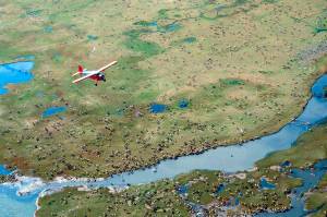 An airplane flies over caribou from the Porcupine caribou herd on the coastal plain of the Arctic National Wildlife Refuge in northeast Alaska. Conservationists will try to persuade a U.S. judge to stop the Trump administration from issuing leases to oil and gas companies in the Arctic National Wildlife Refuge. The Anchorage Daily News reported that the videoconference Monday, Jan. 4, 2021, in U.S. District Court in Anchorage is expected to determine whether the Bureau of Land Management can open bids in an online lease sale scheduled for Wednesday. The agency has offered 10-year leases on 22 tracts covering about 1,563 square miles in the coastal plain, which accounts for about 5% of the refuges area. (Courtesy Photo / U.S. Fish and Wildlife Service)