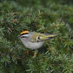 Courtesy Photo / Gwen Baluss 
A male golden-crowned kinglet shows his colorful crest