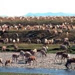 Caribou from the Porcupine Caribou Herd migrate onto the coastal plain of the Arctic National Wildlife Refuge in northeast Alaska. A U.S. judge on Tuesday refused to halt oil and gas lease sales in Alaska's Arctic National Wildlife Refuge that were pushed by the Trump administration in its final days. (Courtesy Photo / U.S. Fish and Wildlife Service)