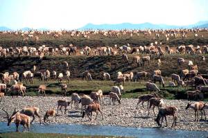 Caribou from the Porcupine Caribou Herd migrate onto the coastal plain of the Arctic National Wildlife Refuge in northeast Alaska. A U.S. judge on Tuesday refused to halt oil and gas lease sales in Alaska's Arctic National Wildlife Refuge that were pushed by the Trump administration in its final days. (Courtesy Photo / U.S. Fish and Wildlife Service)