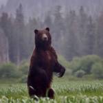 A brown bear stands on Chichagof Island. "A Shape in the Dark: Living and Dying with Brown Bears" tells both firsthand and historic stories of human interactions with brown bears. The book is scheduled to be released Feb. 15 on Mountaineers Books. (Courtesy Photo / Bjorn Dihle)