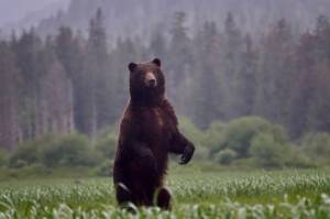 A brown bear stands on Chichagof Island. "A Shape in the Dark: Living and Dying with Brown Bears" tells both firsthand and historic stories of human interactions with brown bears. The book is scheduled to be released Feb. 15 on Mountaineers Books. (Courtesy Photo / Bjorn Dihle)