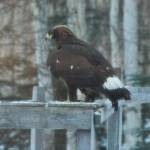 A golden eagle that showed up in the Fairbanks yard of Don Hampton and Anne Ruggles. (Courtesy Photo / Don Hampton)