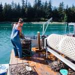 Meta Mesdag, one of the owners of the Salty Lady Seafood Company located at Bridget Point, empties oysters into a sorting machine in this 2019. (Courtesy Photo / Meta Mesdag)