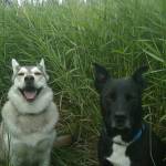Keishísh smiles while Gomer Pyle remains stoic. (Courtesy Photo / Vivian Mork Yéilk)