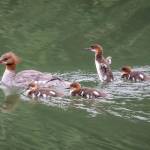 As I was leaving the overlook at the Mendenhall Glacier I saw movement in the pond along the boardwalk under a tree; this Common Merganser popped out followed quickly by her babies. The warm colors of the subject comes forward against the cool color and clean, smooth background achieving separation, an almost 3D look.