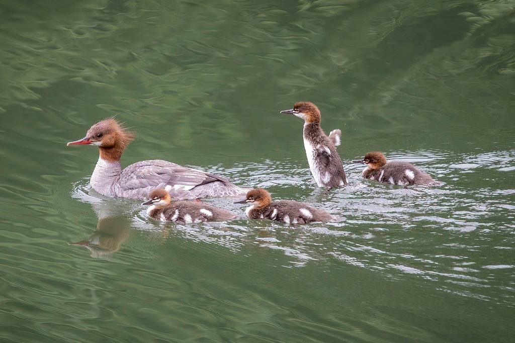As I was leaving the overlook at the Mendenhall Glacier I saw movement in the pond along the boardwalk under a tree; this Common Merganser popped out followed quickly by her babies. The warm colors of the subject comes forward against the cool color and clean, smooth background achieving separation, an almost 3D look.