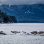 This raft of sea lions were playing escort to our local resident humpback whale, Flame, out near North Douglas. I was able to get just enough shutter speed at 1/1250th to stop the action and keep a balance with my ISO in these low light conditions being careful to keep in consideration the movement of the boat. Again, the more time you are out the better you get at it.