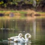 This pair of trumpeter swans were sighted at Amalga Harbor. In this case I was out looking for a nice subject that showcased the fall colors, my favorite time of year. I knew I wanted a compelling shot of these beautiful swans as soon as I spotted them; I found my sweet spot and started firing away. The perfect moment came with that brief moment of great lighting that I was able to take advantage of along with my fall inspired background that seemed to compliment and not compete with my subject!