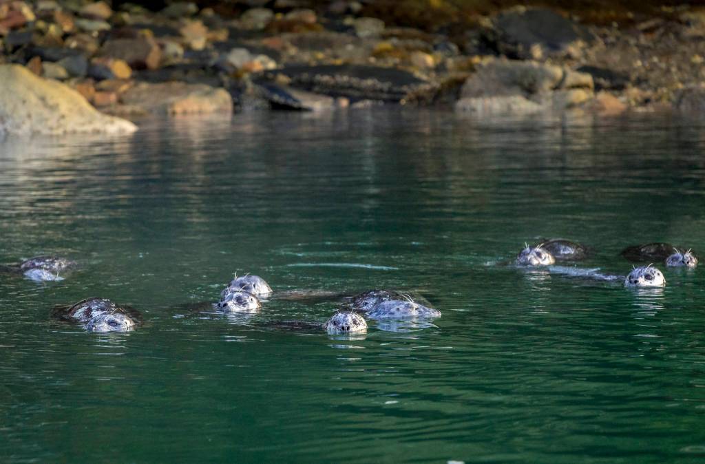 Focus on the eyes! I couldnt pass up this bob of seals hanging at Auke Bay. I was able to take advantage of the great light at days end; that fifteen minutes before sunset and with a nice side light. This is much easier than capturing the golden hour; 15 minutes after sunrise- you have to get up early! Homework: what three things could have been done to this photo to make it better?