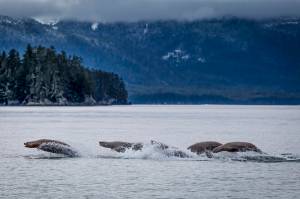 This raft of sealions were playing escort to our local resident humpback whale, Flame, out near North Douglas. I was able to get just enough shutter speed at 1/1250th to stop the action and keep a balance with my ISO in these low light conditions being careful to keep in consideration the movement of the boat. Again, the more time you are out the better you get at it. (Courtesy Photo / Heather Holt)