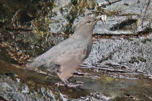 A dipper has captured two small fish. (Bob Armstrong)